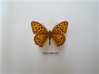 藏品(燦豹蛺蝶)的圖片